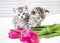 Lovely kittens with flowers