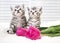 Lovely kittens with flowers