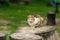 lovely kitty sitting on the stump