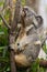 Lovely Koala eating leaves