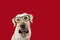 Lovely labrador dog wearing glasses and black neck tie. Isolated against red colored background