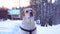 Lovely labrador retriever dog during dogs training sitting in snow.