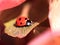 Lovely Ladybug