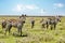 Lovely landscape with zebras in the African savannah