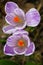 Lovely Lavender and White Crocuses II