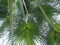 Lovely Light green palm branches through a cloudy sky in the day