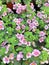 Lovely light pink Bacopa flowers in bloom