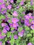 Lovely light purple Bacopa flowers in bloom