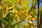 Lovely light and shadow on the yellow and green leaves on the branch. Autumn sunny day. Light and shadow. Warm autumn.