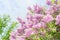 Lovely Lilac blooming over sky background. Outdoor nature background with Lilac blossom