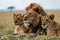 Lovely lion family endangered animal wildlife, group of lion in savanna. generative ai