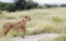 Lovely lioness gracefully standing in the savannah