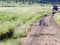 Lovely lioness walking on the savannah in a park Tarangire