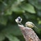 Lovely little Coat Tit bird Periparus Ater on tree in woodland l