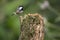 Lovely little Coat Tit bird Periparus Ater on tree in woodland l