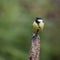 Lovely little Coat Tit bird Periparus Ater on tree in woodland l