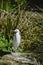 Lovely Little Egret bird gretta garzetta on riverbank in Spring