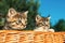 Lovely little frightened kittens peeking out of the basket, outdoors