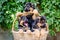 Lovely little German Shepherd puppies