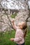 Lovely little girl in a blooming pink and white garden Petrin in Prague, spring time in Europe