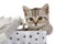 Lovely little grey kitten climbs out of gift box