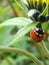 Lovely little ladybird