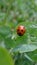 Lovely little ladybird