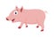 Lovely Little Pig illustration