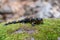 Lovely lizard Fire salamander closeup on mossy stone in spring forest