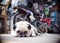 Lovely lonely white fat cute pug dog laying on the concrete garage floor