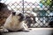 Lovely lonely white fat cute pug dog laying on the concrete garage floor