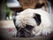 Lovely lonely white fat cute pug dog laying on the concrete garage floor