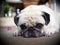 Lovely lonely white fat cute pug dog laying on the concrete garage floor