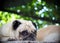 Lovely lonely white fat cute pug dog laying outdoor