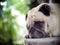 Lovely lonely white fat cute pug dog laying outdoor