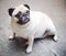 Lovely lonely white pug dog on the floor