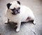 Lovely lonely white pug dog on the floor