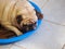 Lovely lonesome white fat cute pug dog laying on old soft cloth rug in blue dog bed outdoor