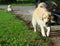 Lovely long hairy white fur cute dog playing outside in garden