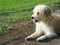 Lovely long hairy white fur cute dog playing outside in garden