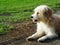 Lovely long hairy white fur cute dog playing outside in garden