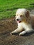 Lovely long hairy white fur cute dog playing outside in garden