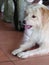 Lovely long hairy white fur cute fat dog laying on cold ceramic tiles floor