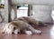 Lovely long hairy white fur cute fat dog laying on cold ceramic tiles floor making sad lonesome  face