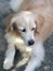 Lovely long hairy white fur cute fat dog laying on cold concrete garage floor