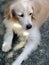 Lovely long hairy white fur cute fat dog laying on cold concrete garage floor