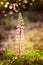 Lovely lupine blooming, outdoor