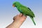 Lovely Male green Eclectus Parrot on hand .