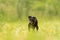 Lovely Manchester Terrier dog stands in a green meadow in front of green background an is looking in camera