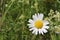 Lovely marguerite at the roadside